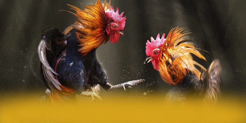 VWIN - Tóm tắt nội dung một cách tổng quan.