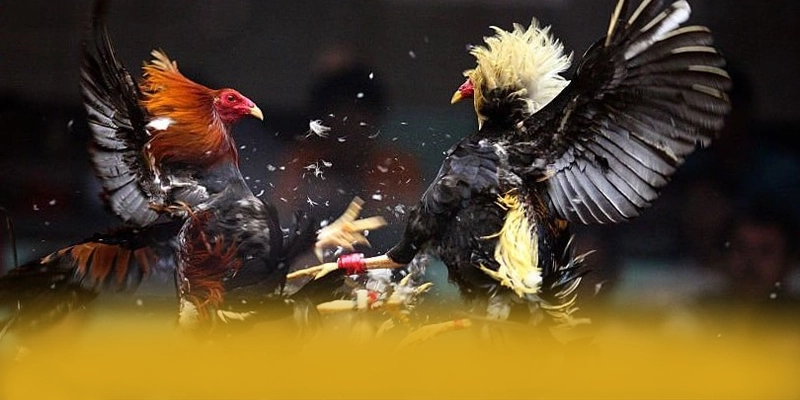 WIN79 - Kết luận dành cho người chơi.