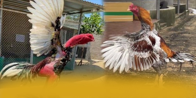 SUNWIN - Cổng giải trí có danh mục game hấp dẫn được giới cược thủ tin tưởng – Khám phá ngay các trò chơi tại SUNWIN SUNWIN - Cổng giải trí có danh mục game hấp dẫn được giới cược thủ tin tưởng – Khám phá ngay các trò chơi tại SUNWIN