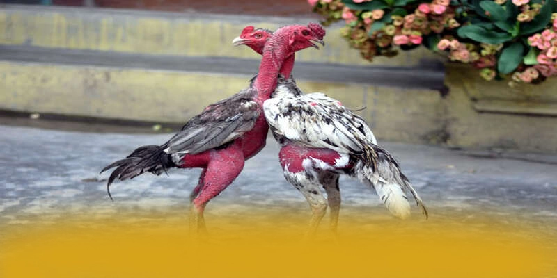 Khám phá ngay FAFA191 - Nhà cái có thưởng lớn mới nhất hiện nay
Khám phá ngay FAFA191 - Nhà cái có thưởng lớn mới nhất hiện nay