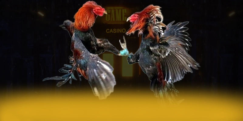 COLATV - Nền tảng sở hữu hệ thống live betting vượt trội COLATV - Nền tảng sở hữu hệ thống live betting vượt trội